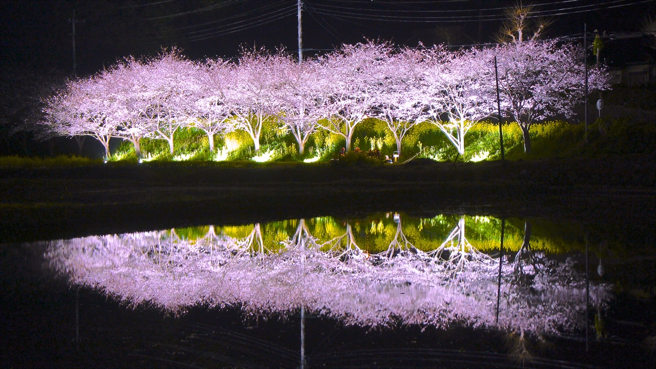 近隣の札森の桜並木