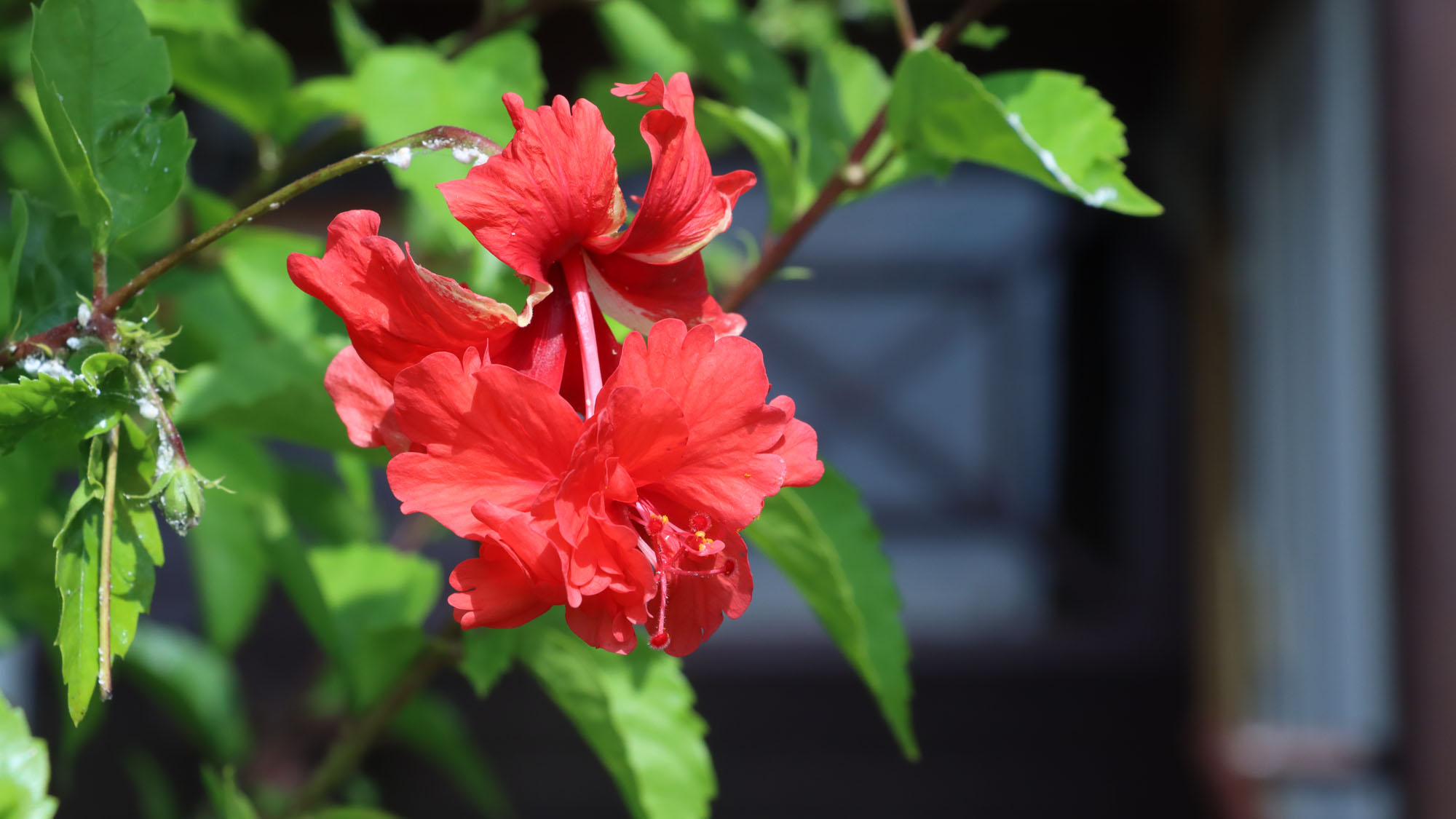 喜界島らしい植物もあなたをお待ちしております♪_