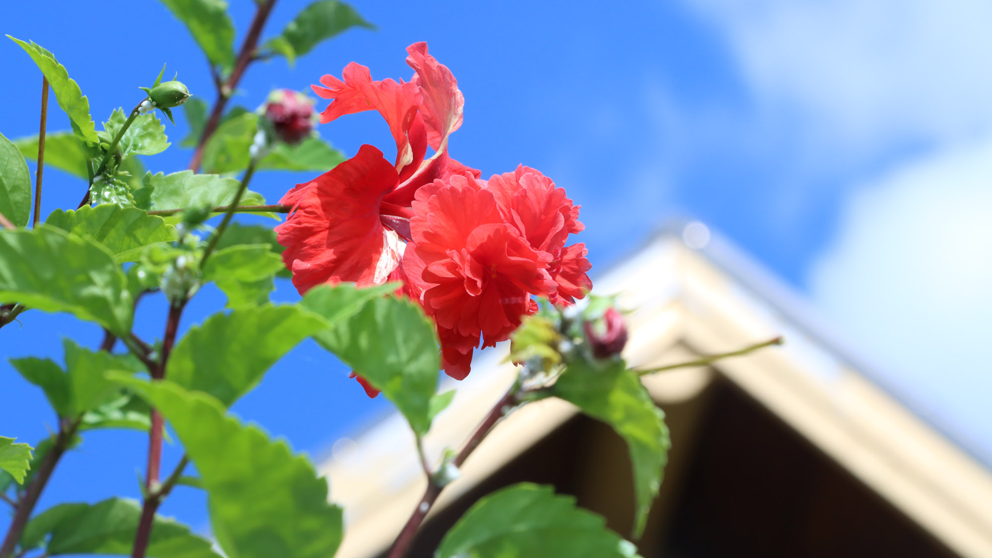 島の植物に触れ合えるのもログハウスならでは_