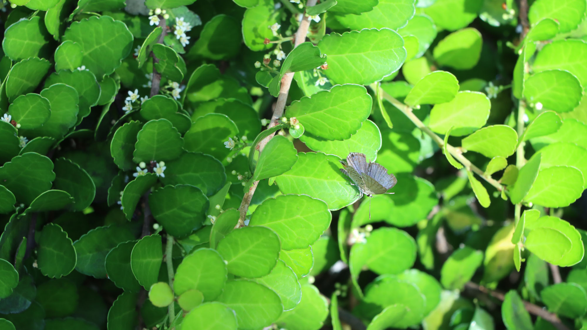 喜界島の自然に触れる健やかな旅を♪_