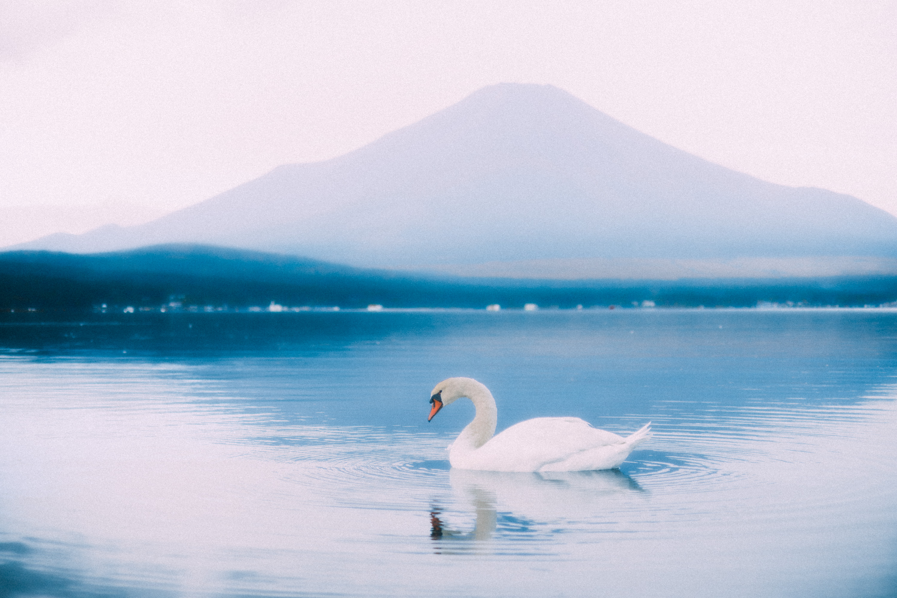 山中湖　白鳥