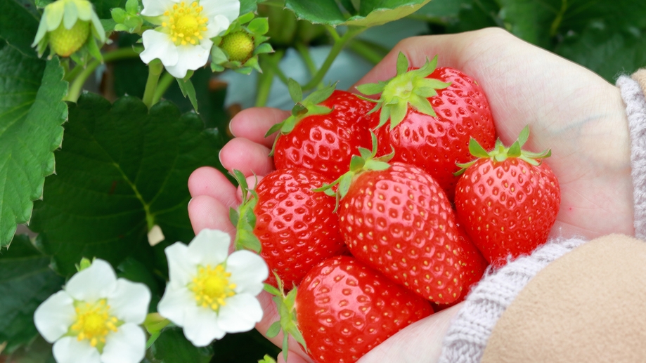 【いちご狩りチケット付】 30分食べ放題と自家源泉満喫♪≪本格中国料理≫を堪能