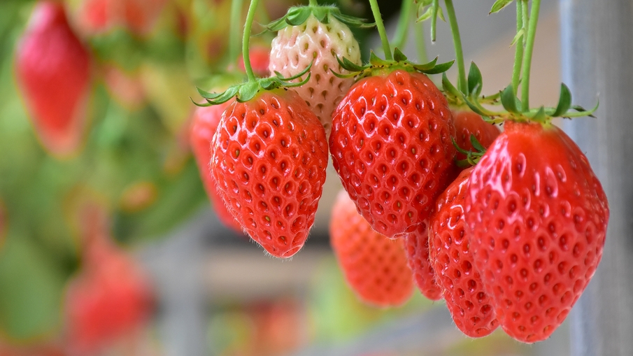 【いちご狩りチケット付】 30分食べ放題と自家源泉満喫♪≪本格中国料理≫を堪能