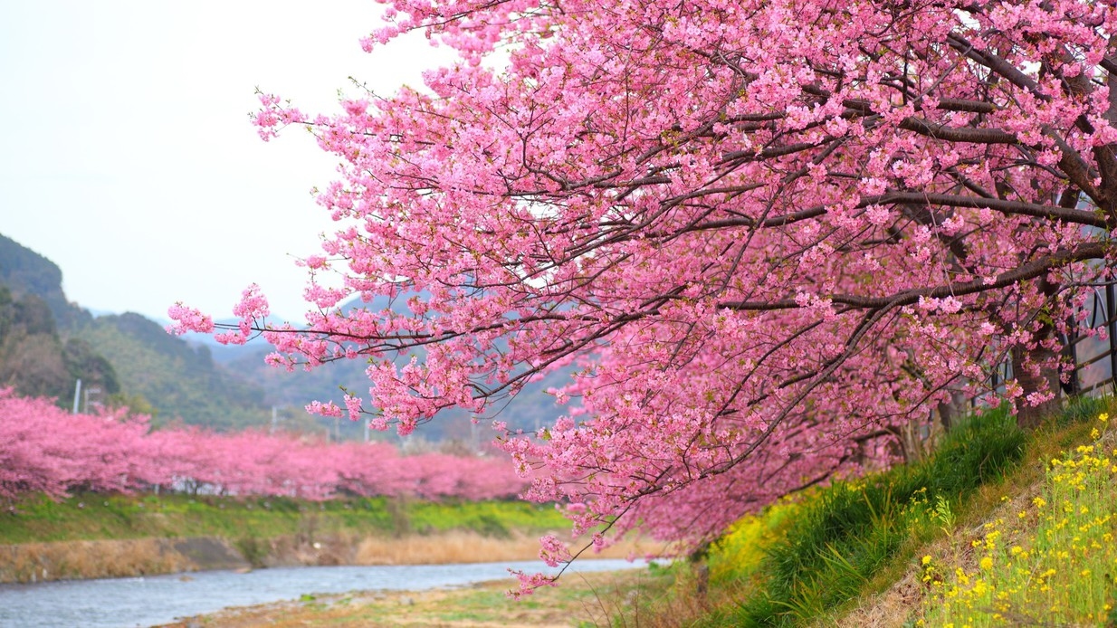 【春を先取り★河津桜を満喫♪】お花見の後は、源泉に浸かって『中国料理（９品）』を堪能☆