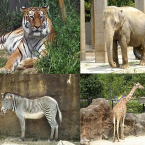 いしかわ動物園