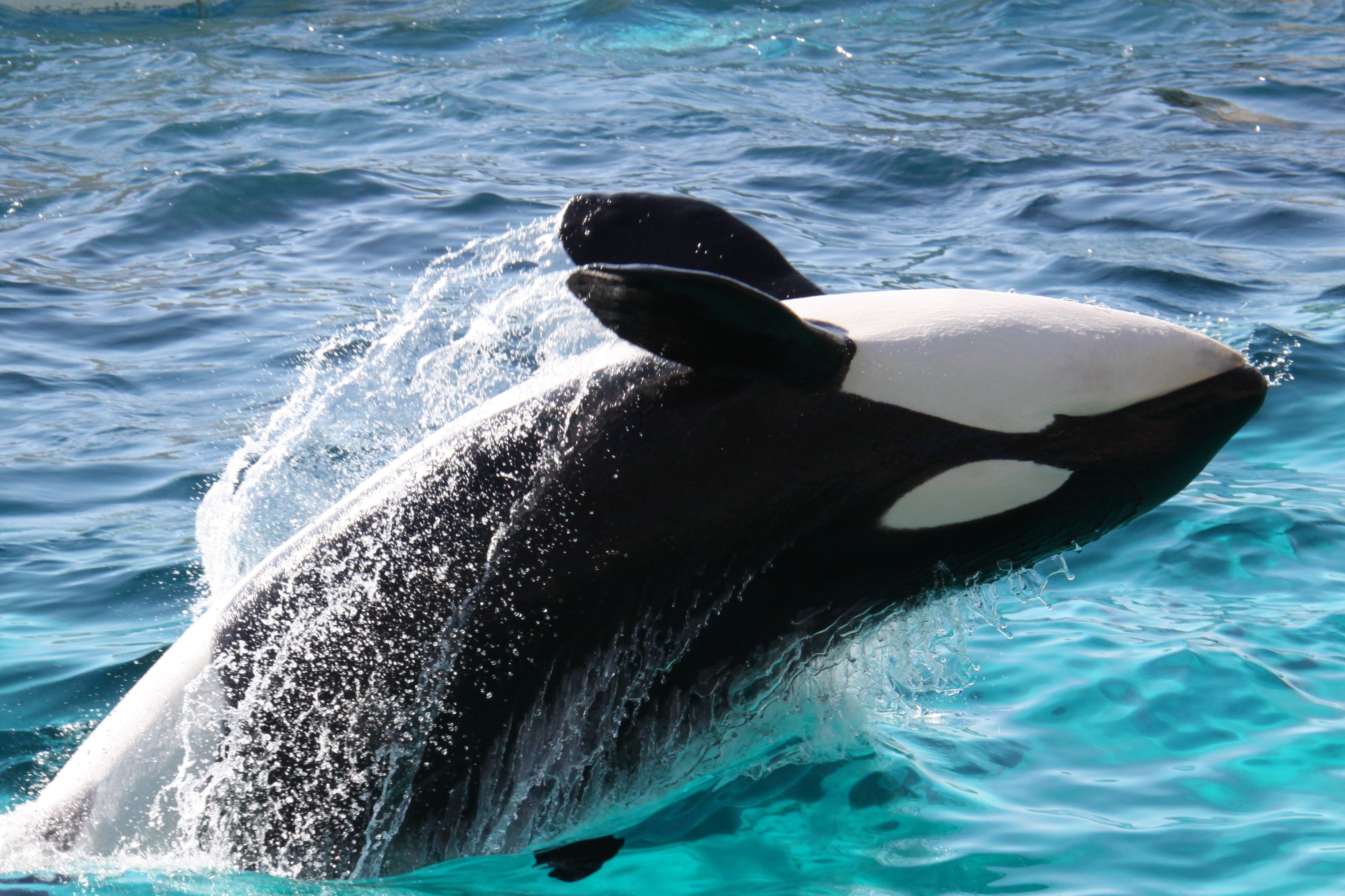 周辺◇鴨川シーワールド