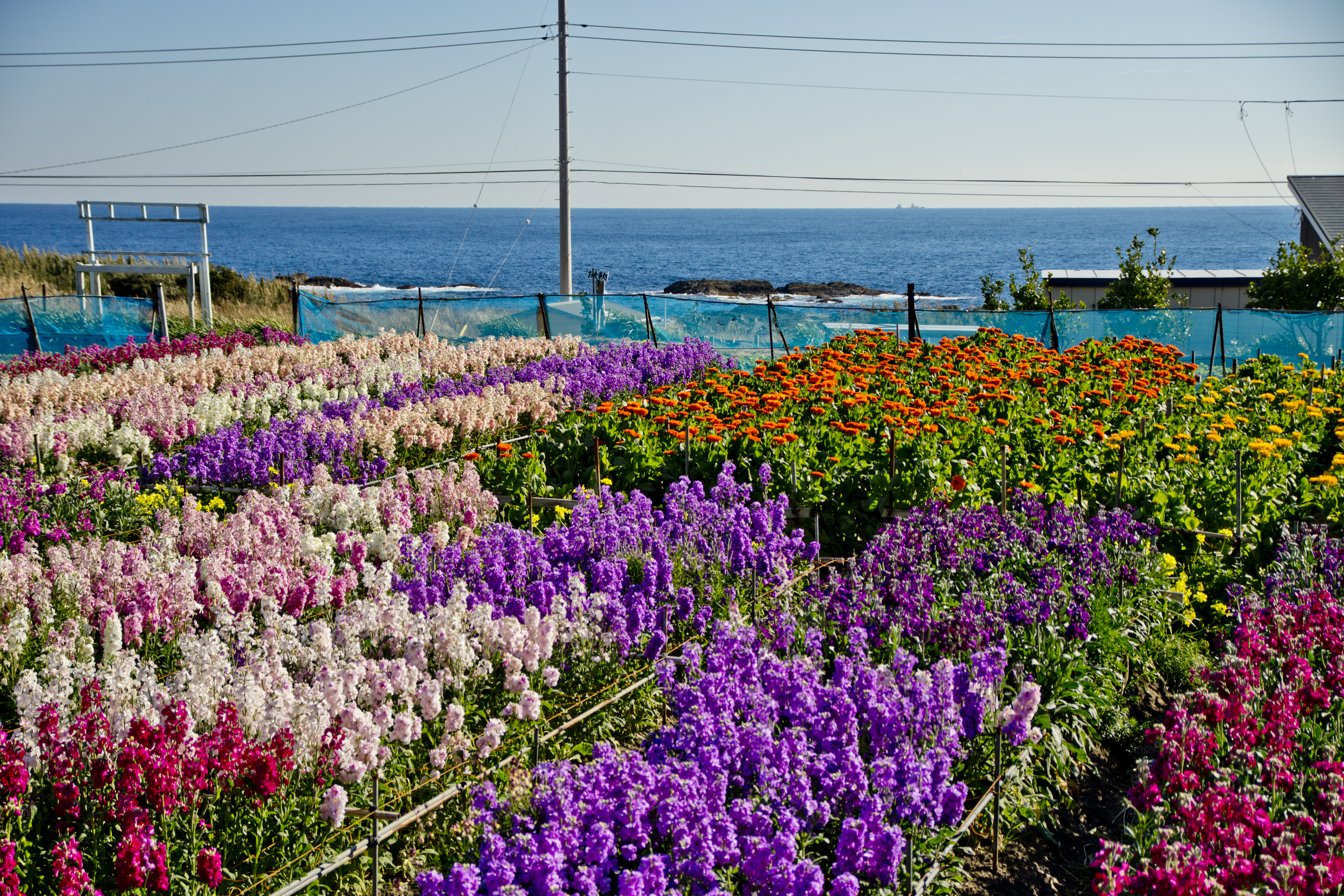 周辺◇花摘みの町