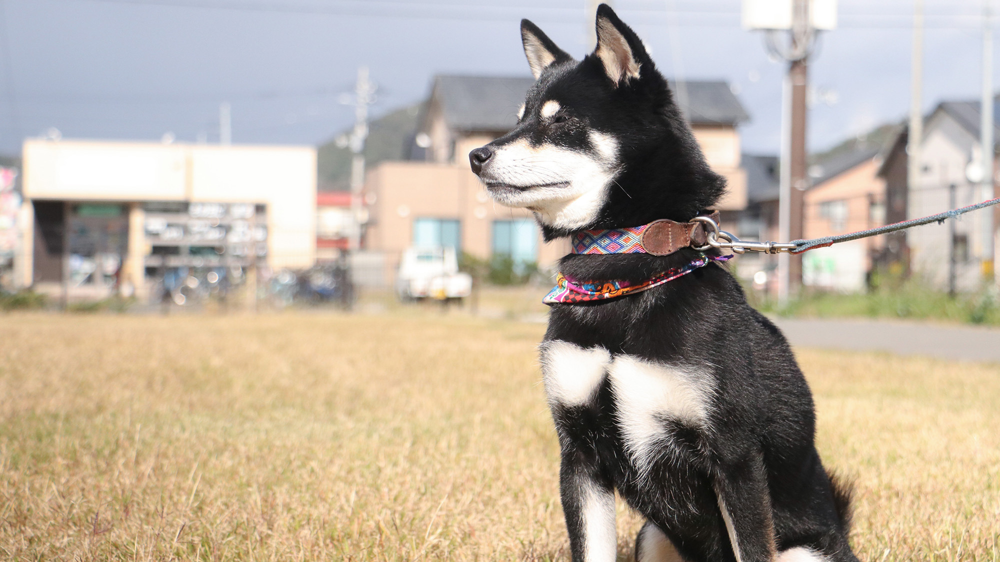 #看板犬　マメッシ