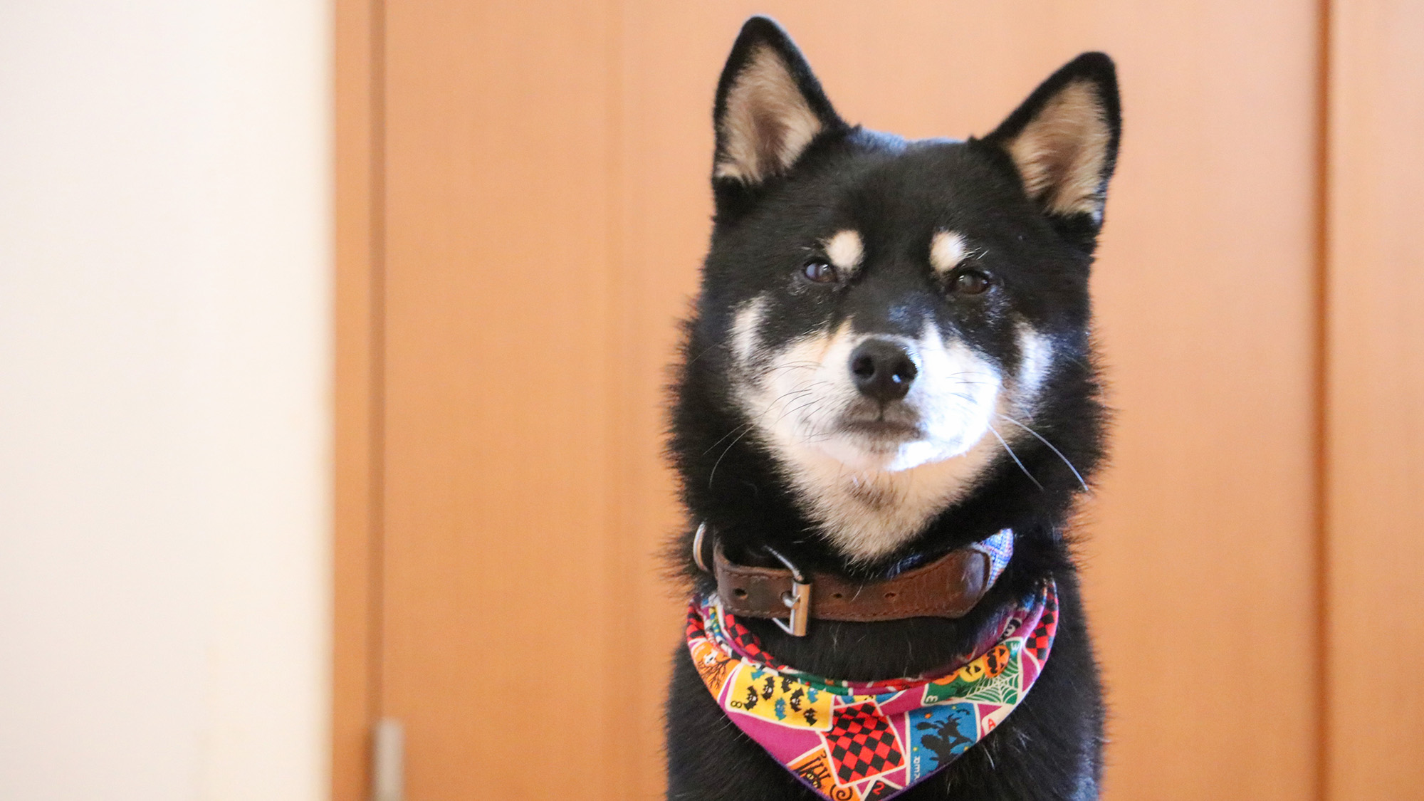 看板犬のマメッシがお待ちしております。