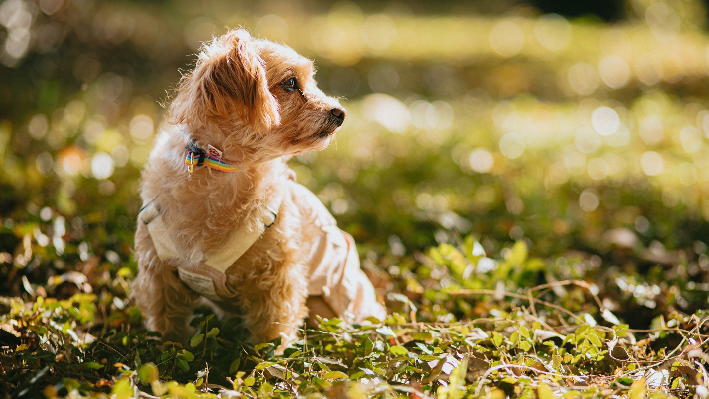 DogWellness ResortStay—犬と人が自然に還る温泉旅—1泊2食※予約時確認事項あり
