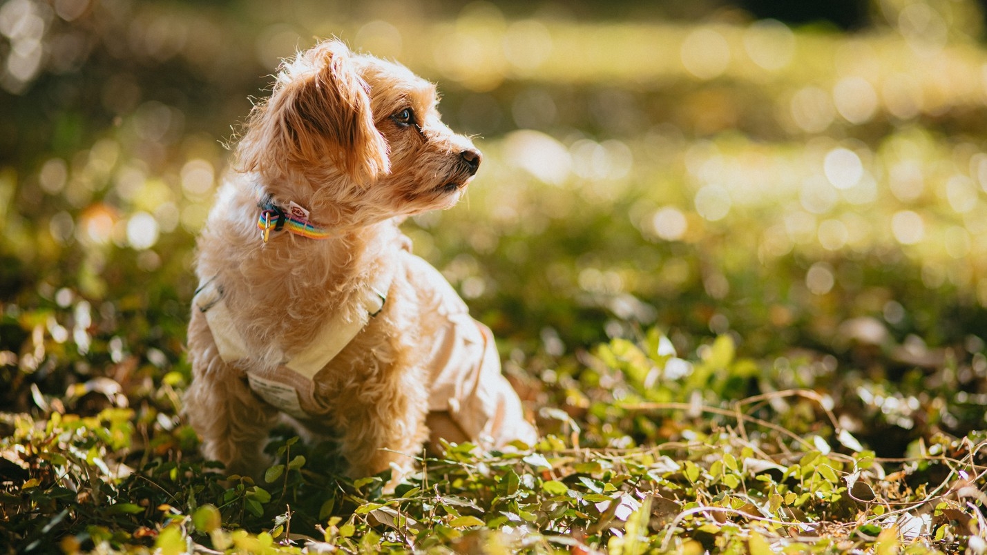 Dog Wellness Resort Stay 　—犬と人が自然に還る温泉旅—　1泊2食付