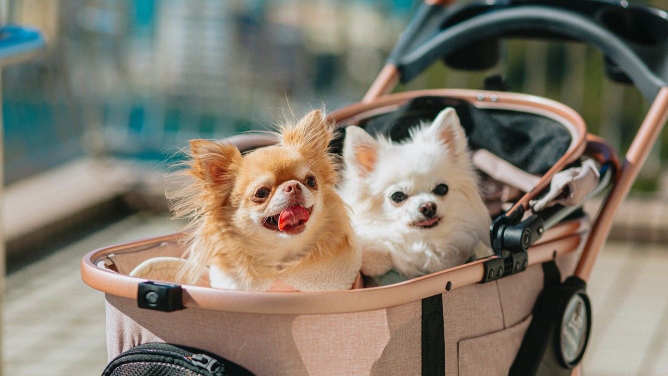 わんちゃんと過ごす新しい旅へ 4月21日リブランドオープン｜1泊朝食付