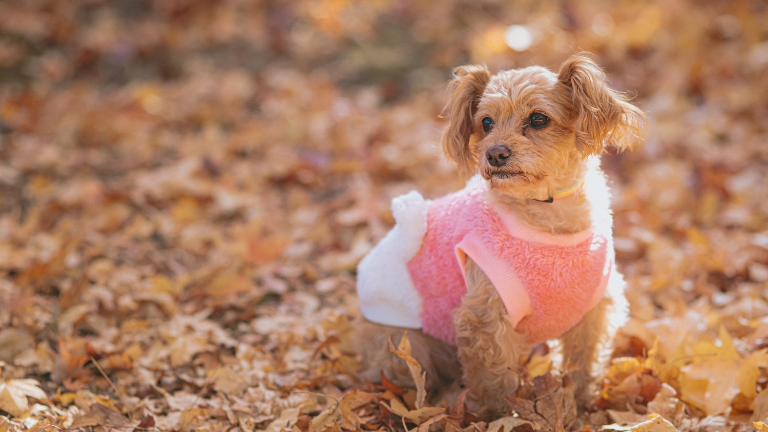 Dog Wellness Resort Stay 　—犬と人が自然に還る温泉旅— １泊朝食付