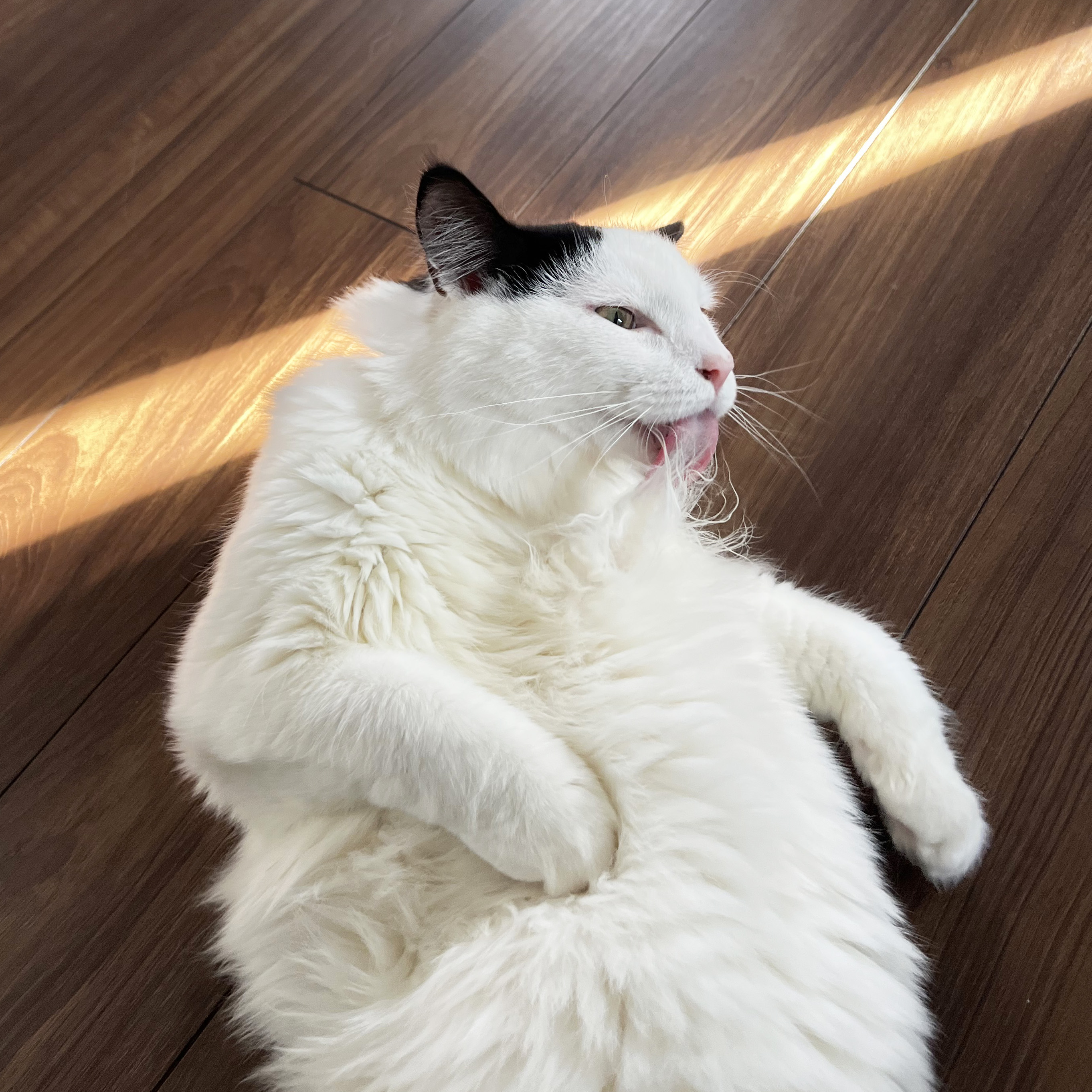 お客様エリアには立ち入りません。宿で飼っている猫です。