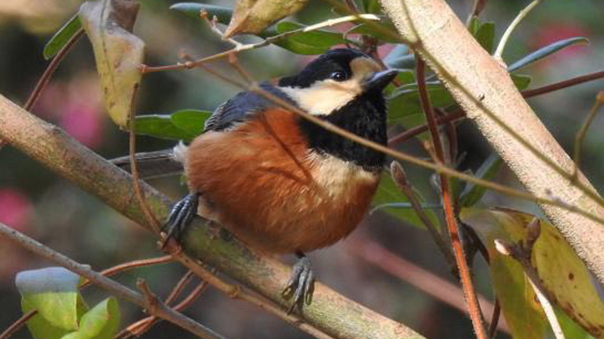 プロガイドと行く！野鳥観察ネイチャーウォーク体験ー2食付-