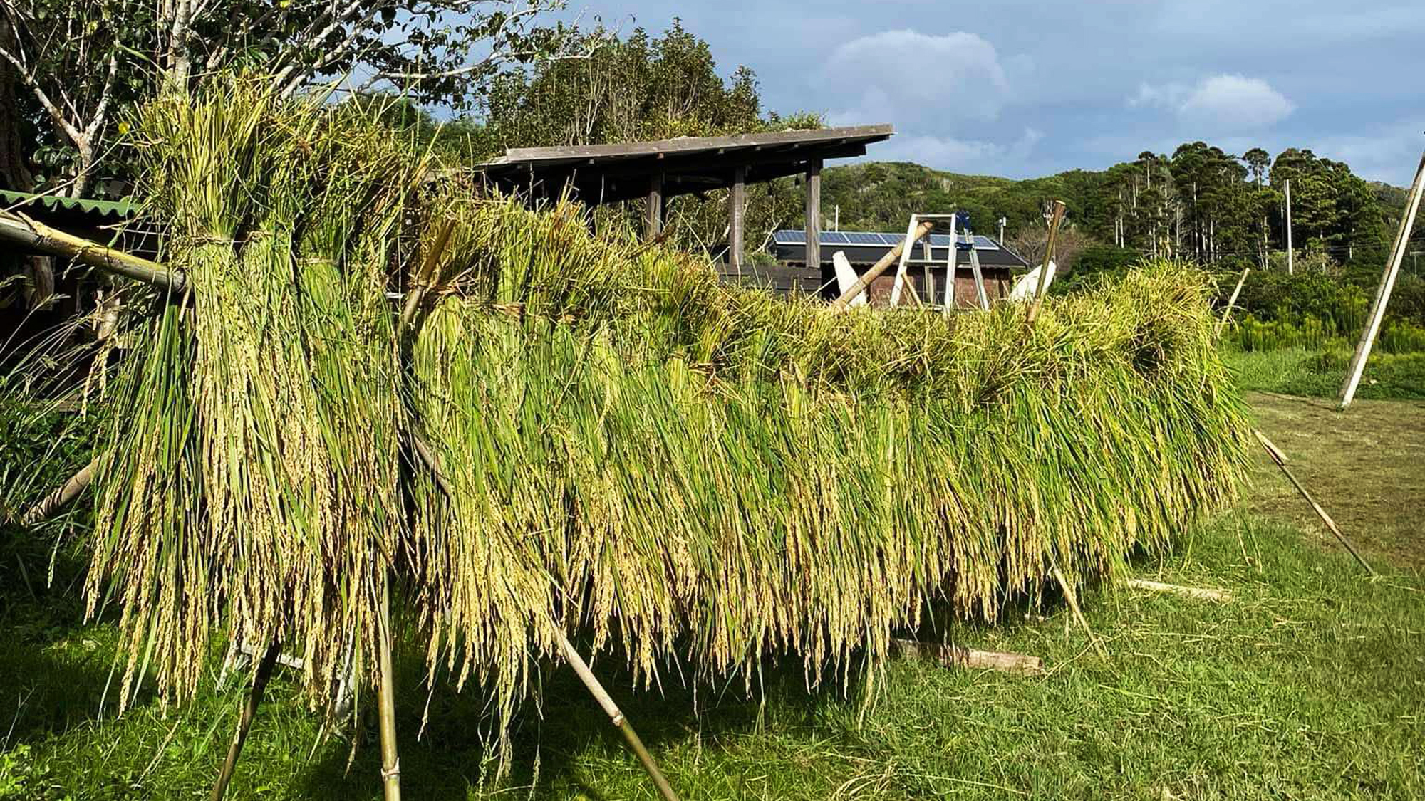 【施設】秋には稲収穫も体験もできます*