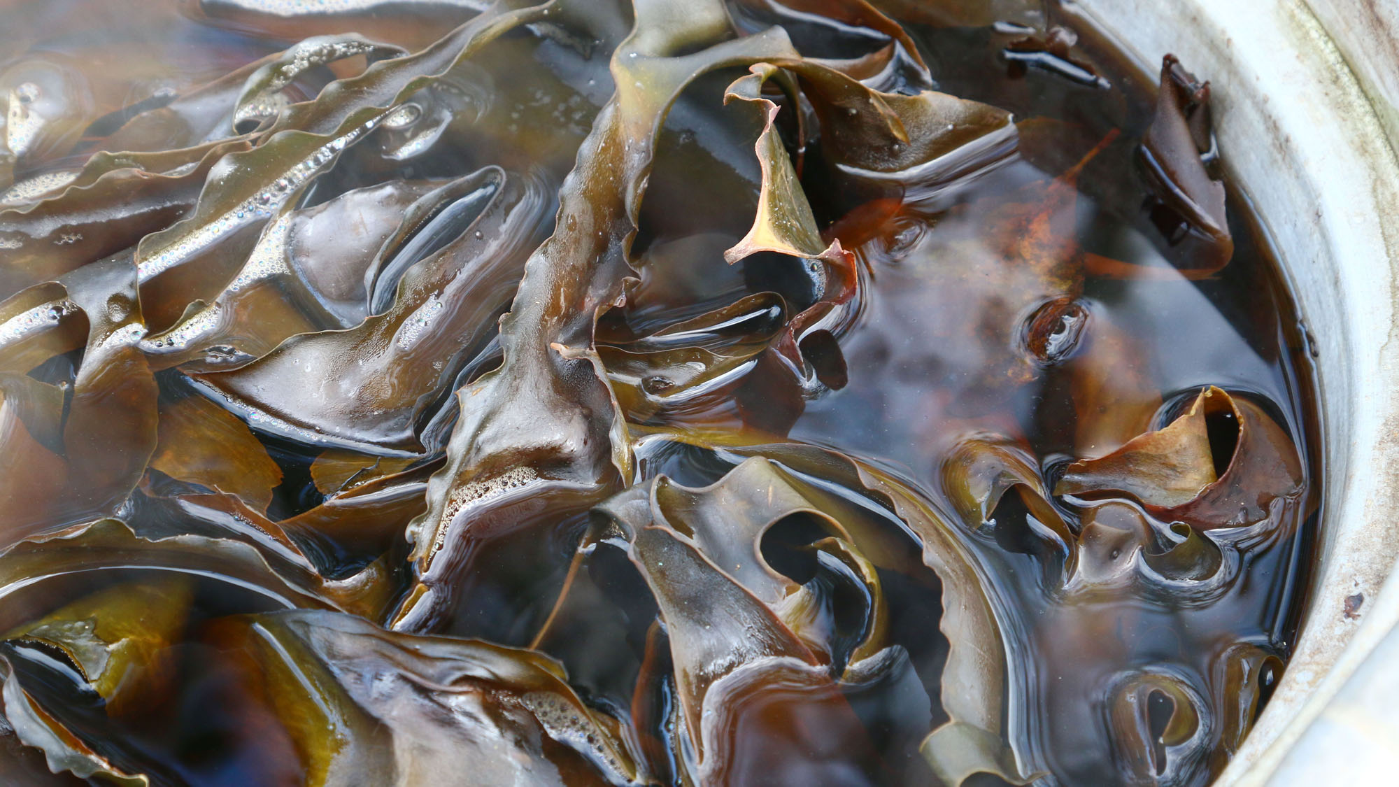【カジメ風呂】美肌効果とリラックス効果を兼ね備えた、自然派温浴体験*