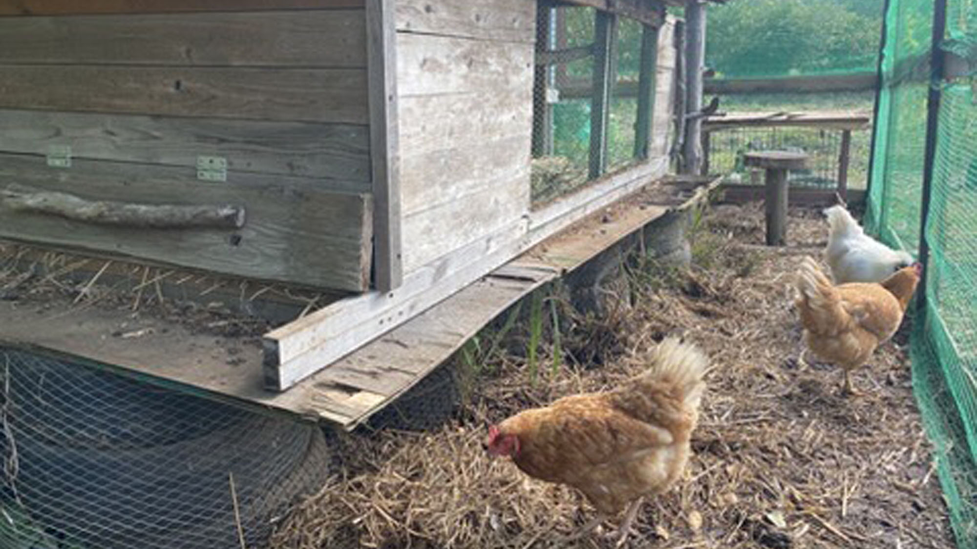 【施設】施設内にはニワトリもいます