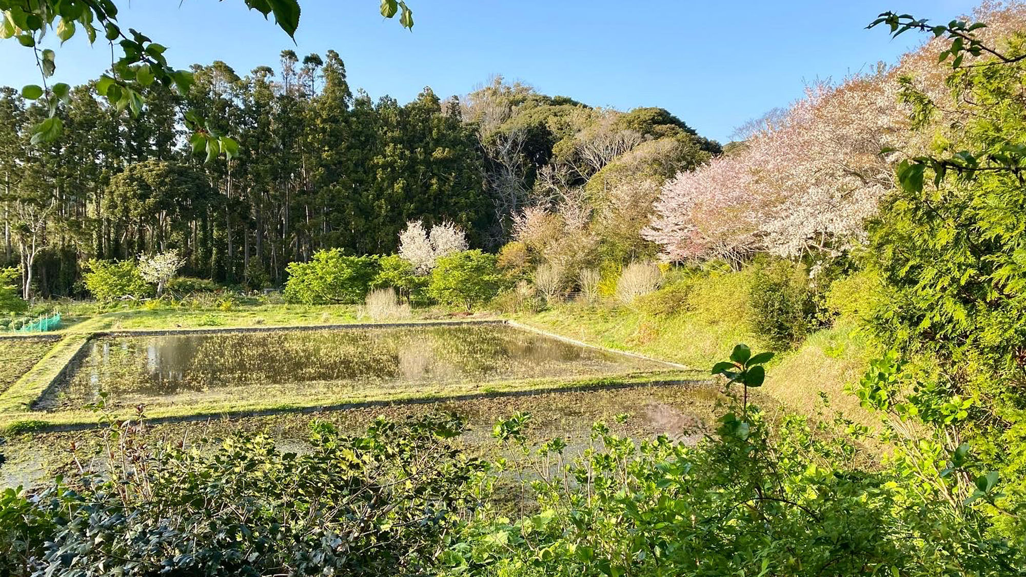 【施設】田んぼでは稲作も体験できます