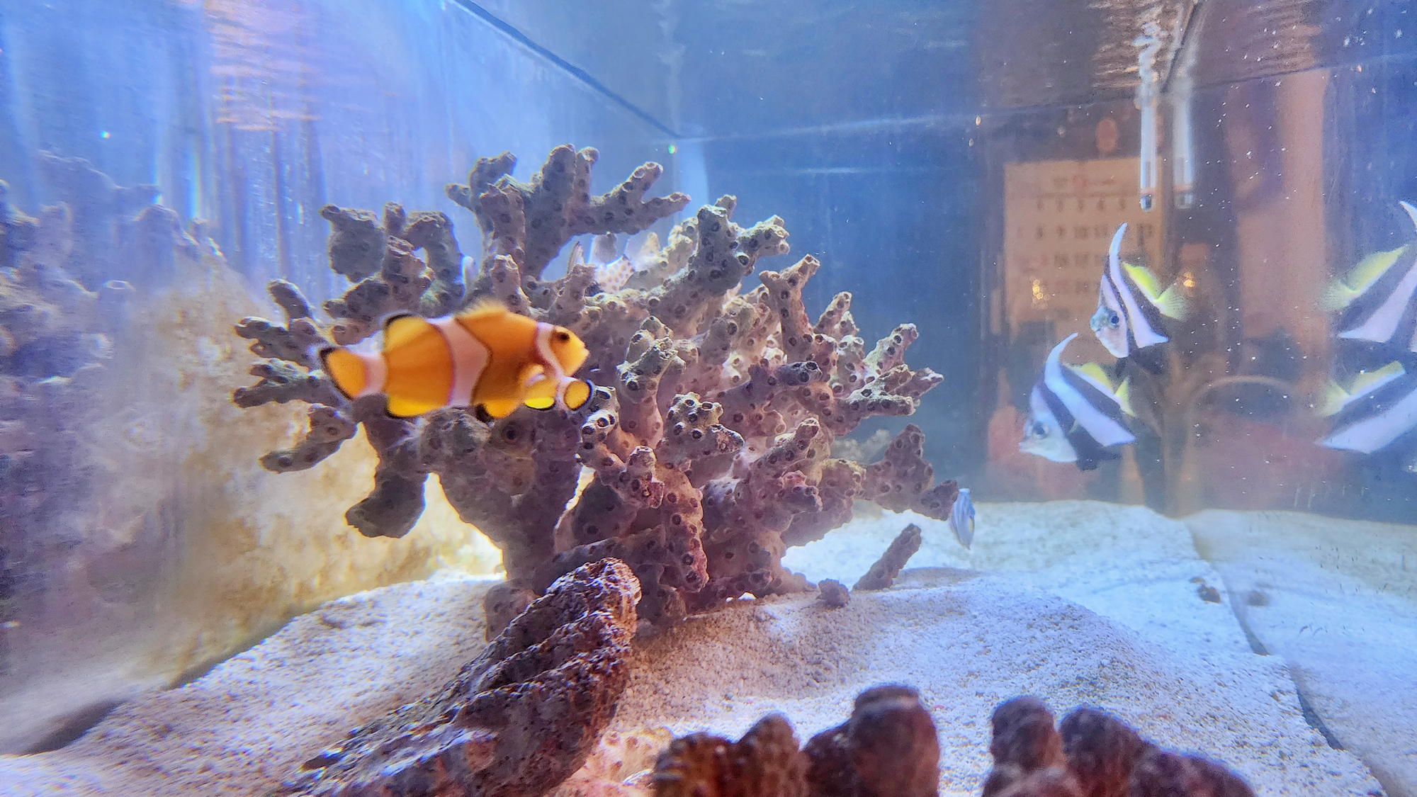 【スナック】店内の水槽を泳ぐ熱帯魚 