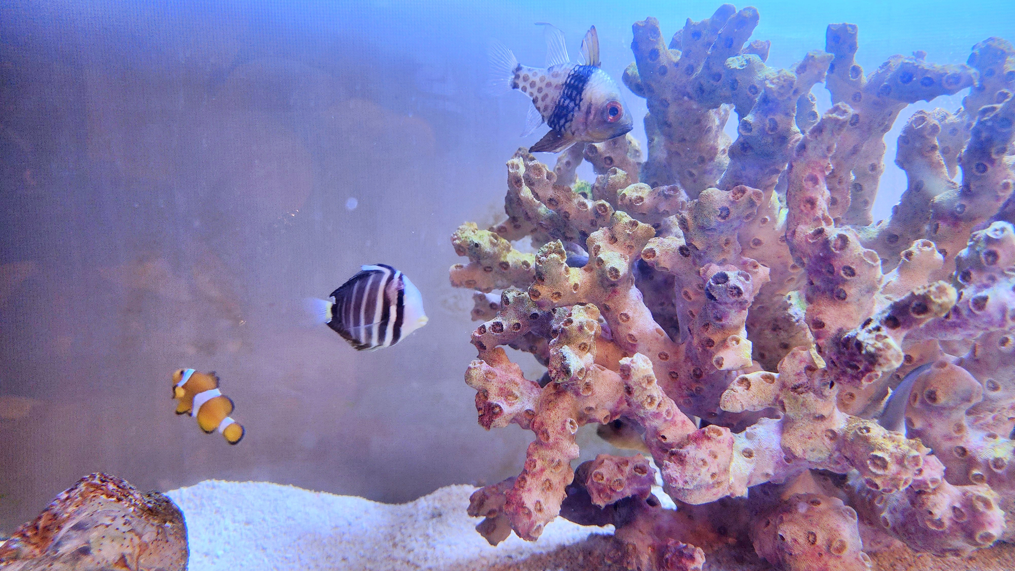 【スナック】店内の水槽を泳ぐ熱帯魚 