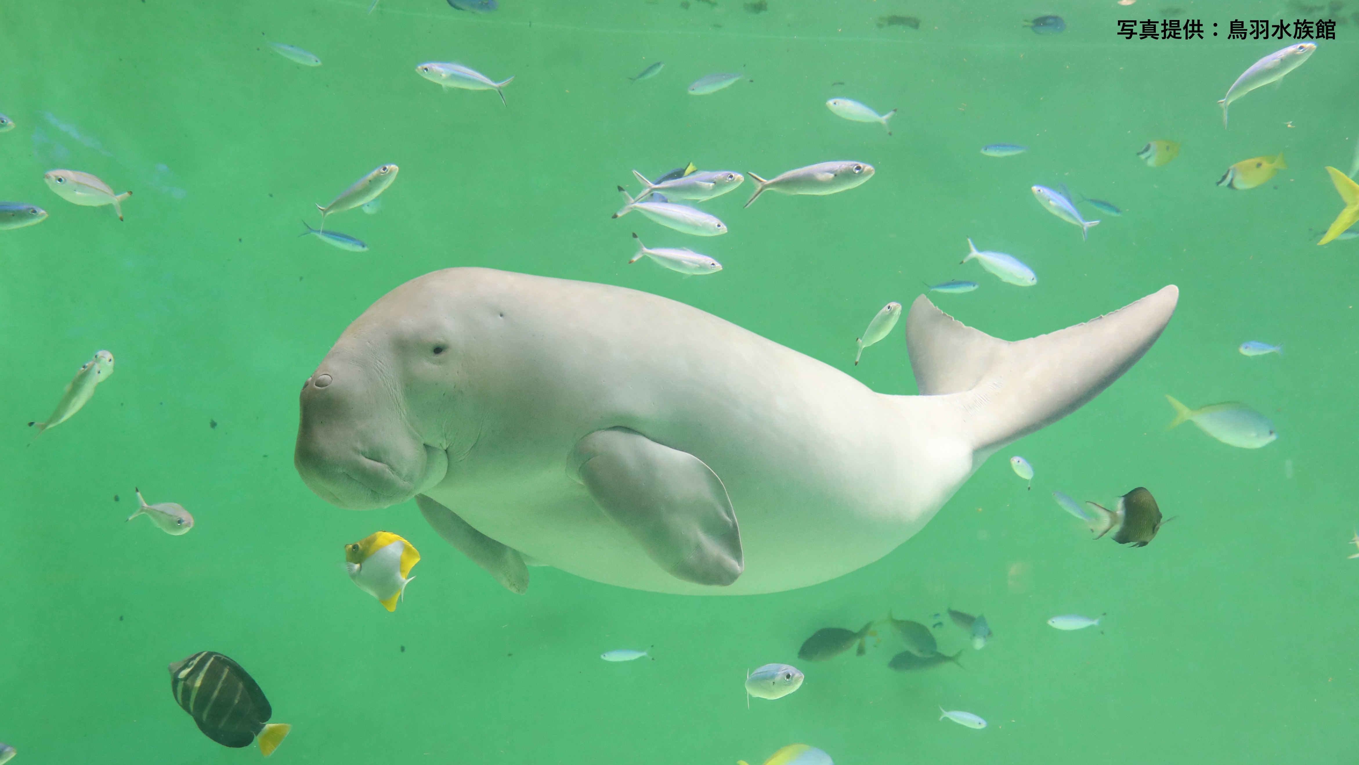 【周辺観光】ジュゴン（鳥羽水族館）