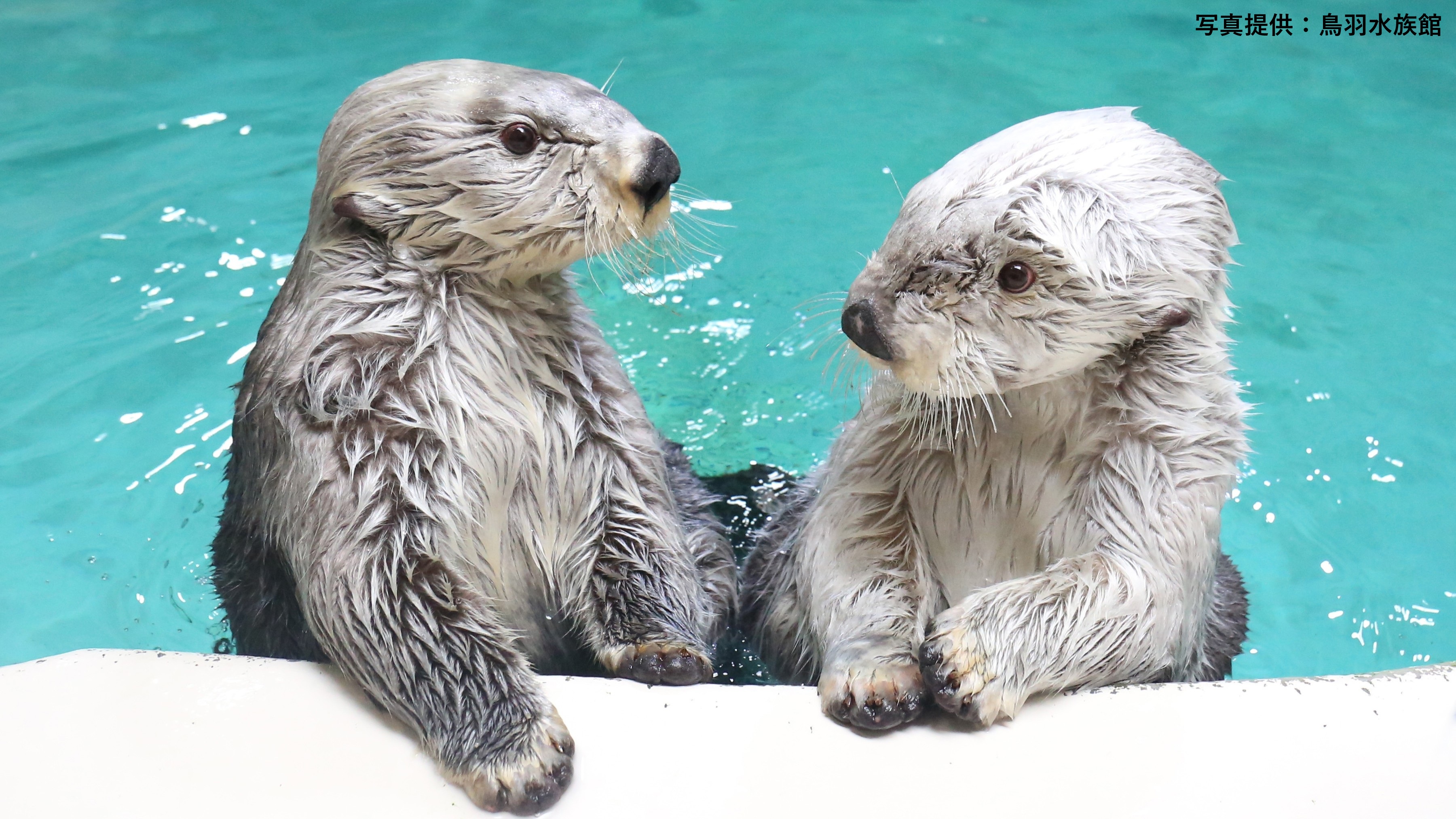 【周辺観光】ラッコ（鳥羽水族館）