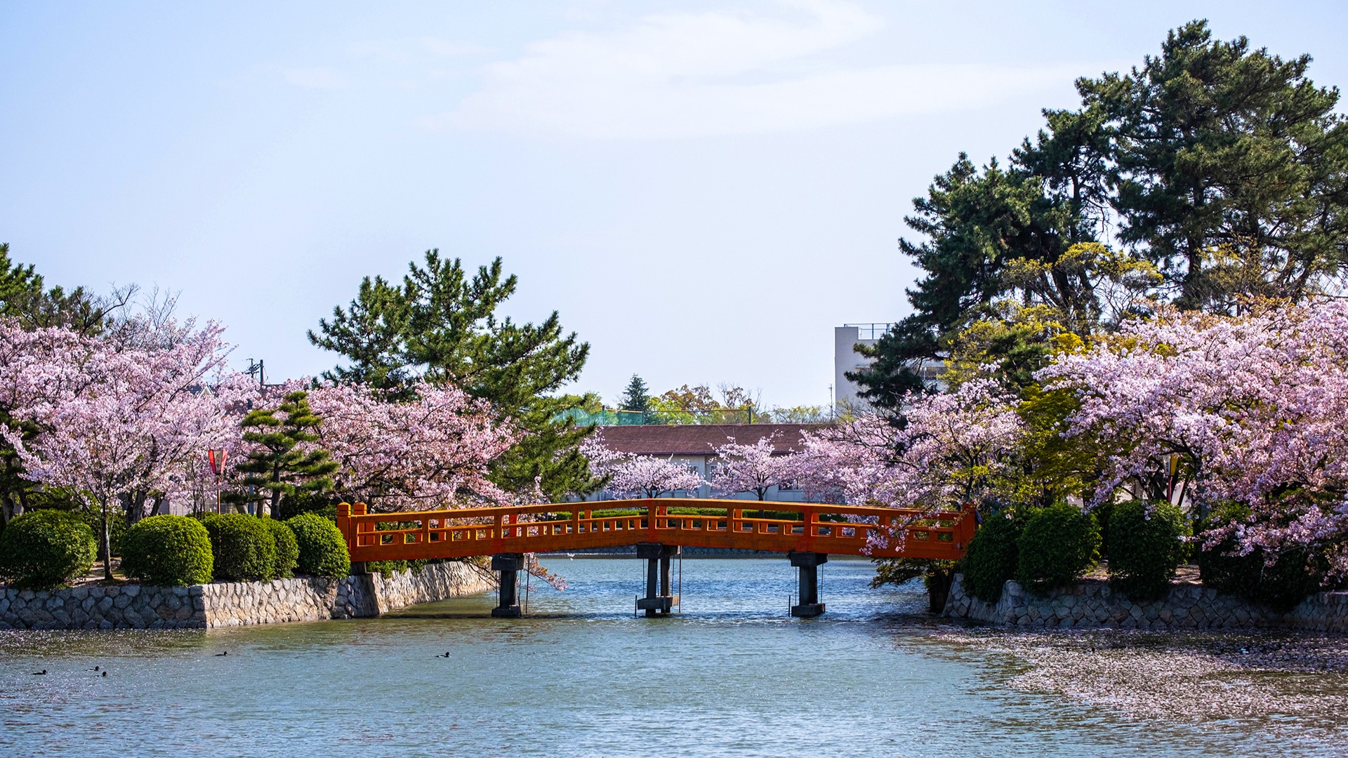 【周辺観光】九華公園（桜の名所）