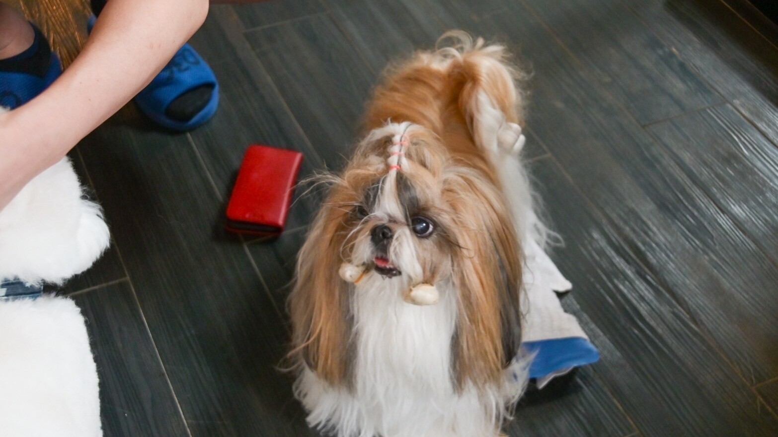 白山の自然に囲まれて愛犬と過ごすリラックス旅