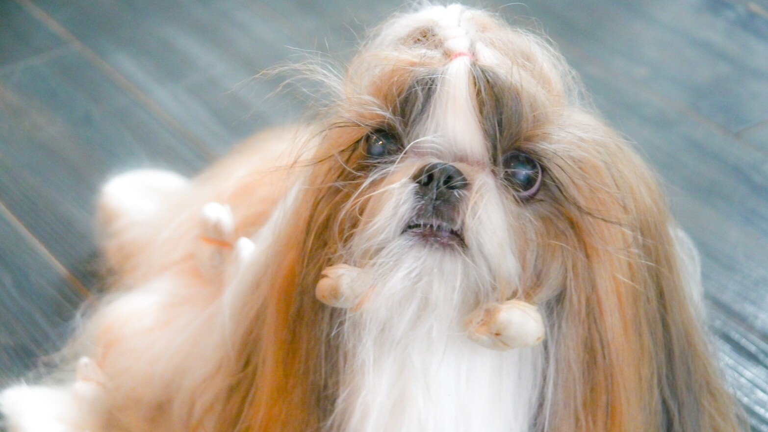 白山の自然に囲まれて愛犬と過ごすリラックス旅