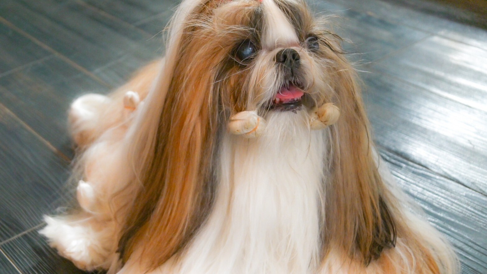 白山の自然に囲まれて愛犬と過ごすリラックス旅