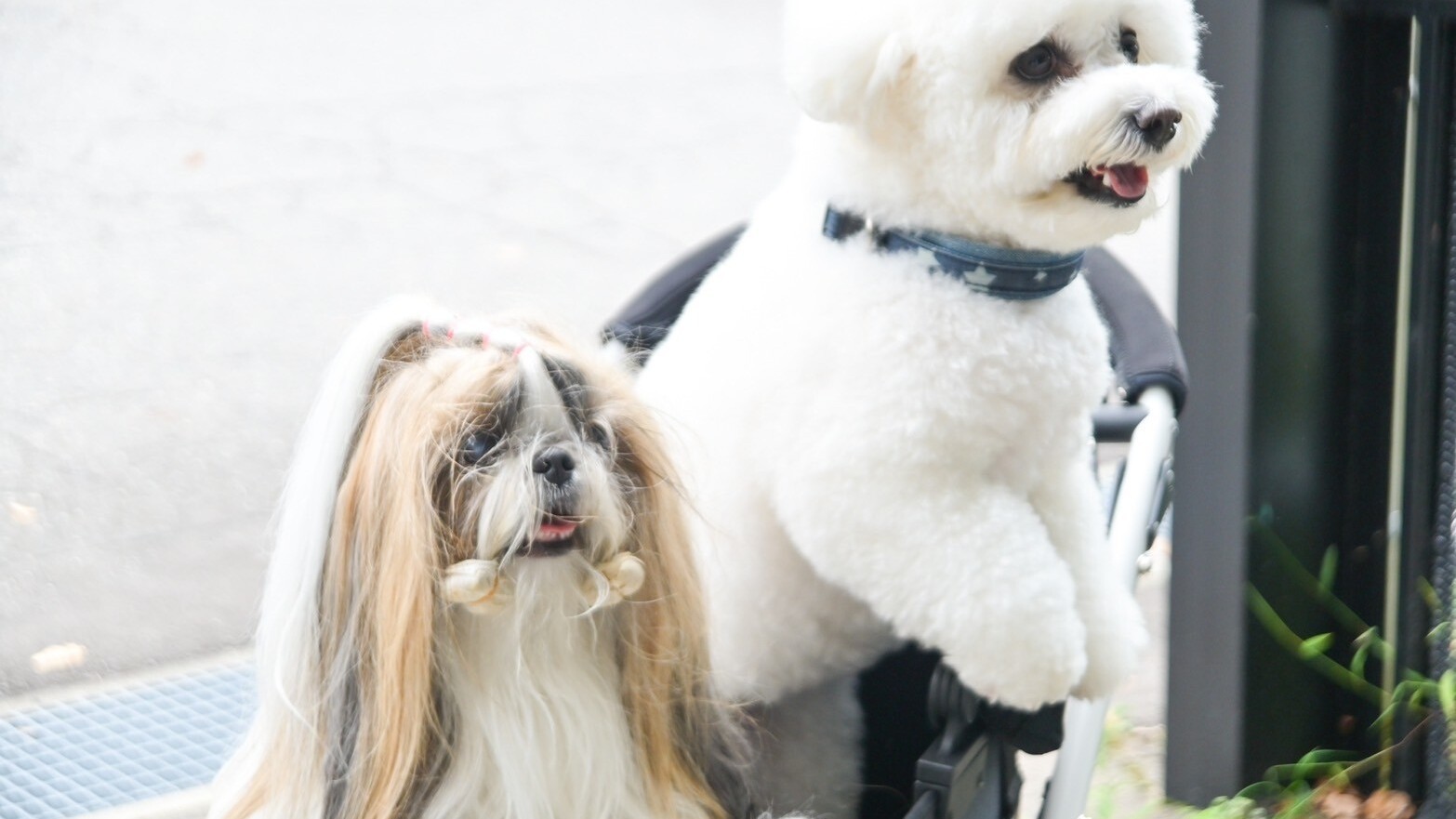 白山の自然に囲まれて愛犬と過ごすリラックス旅