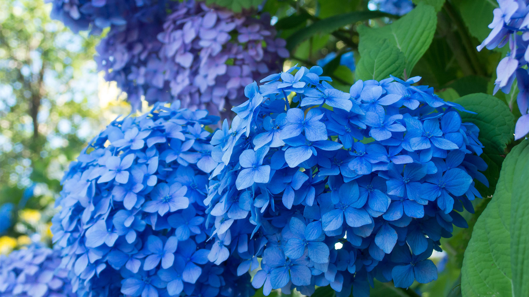・【紫陽花】雨音が彩る、初夏の鎌倉。しっとり咲き誇る紫陽花に四季を感じながらのんびり散策