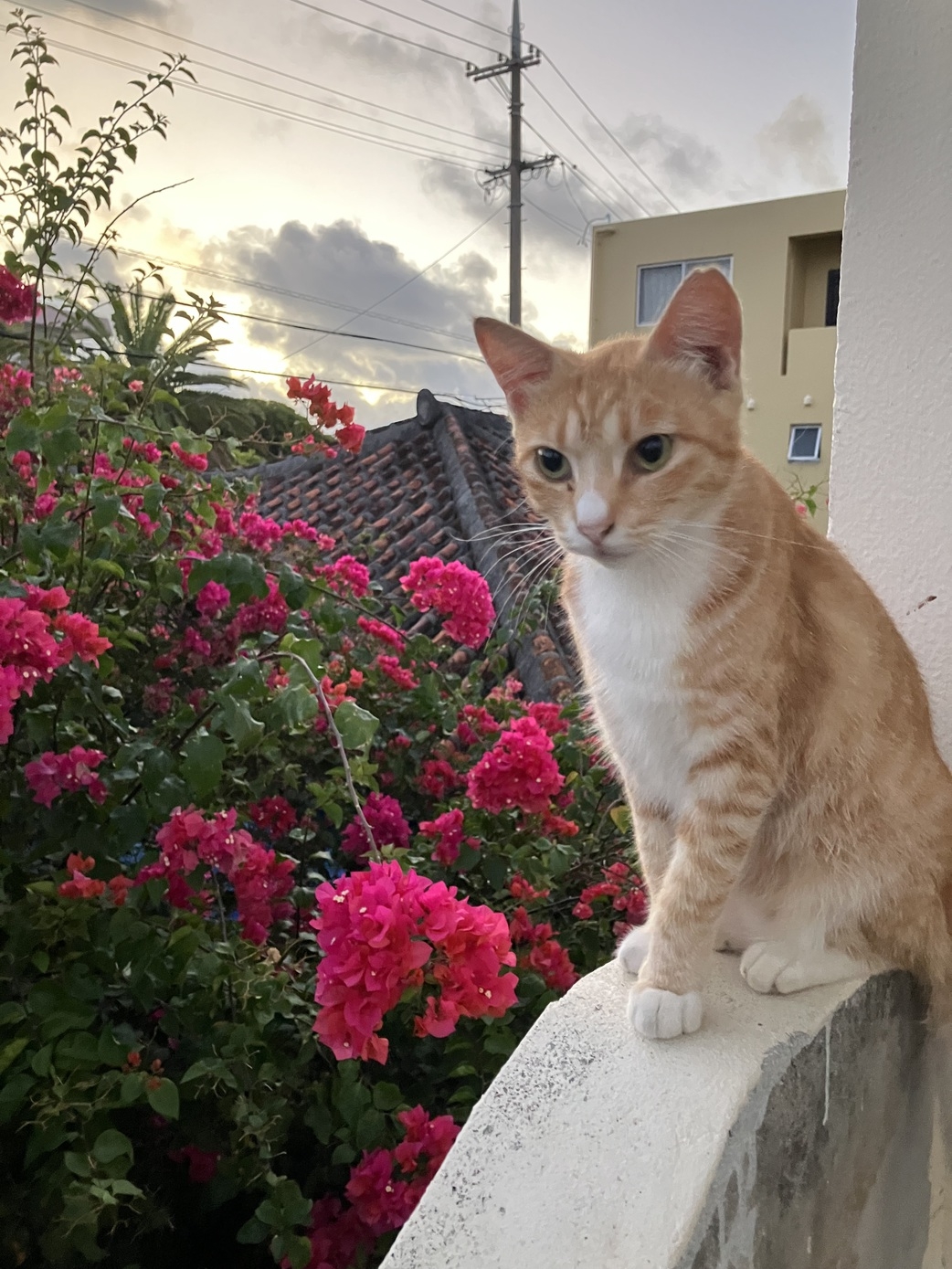  送迎無料で沖縄古民家一棟貸し島民体験！うづくりの宿でくつろぐご宿泊プラン（あかがーら）