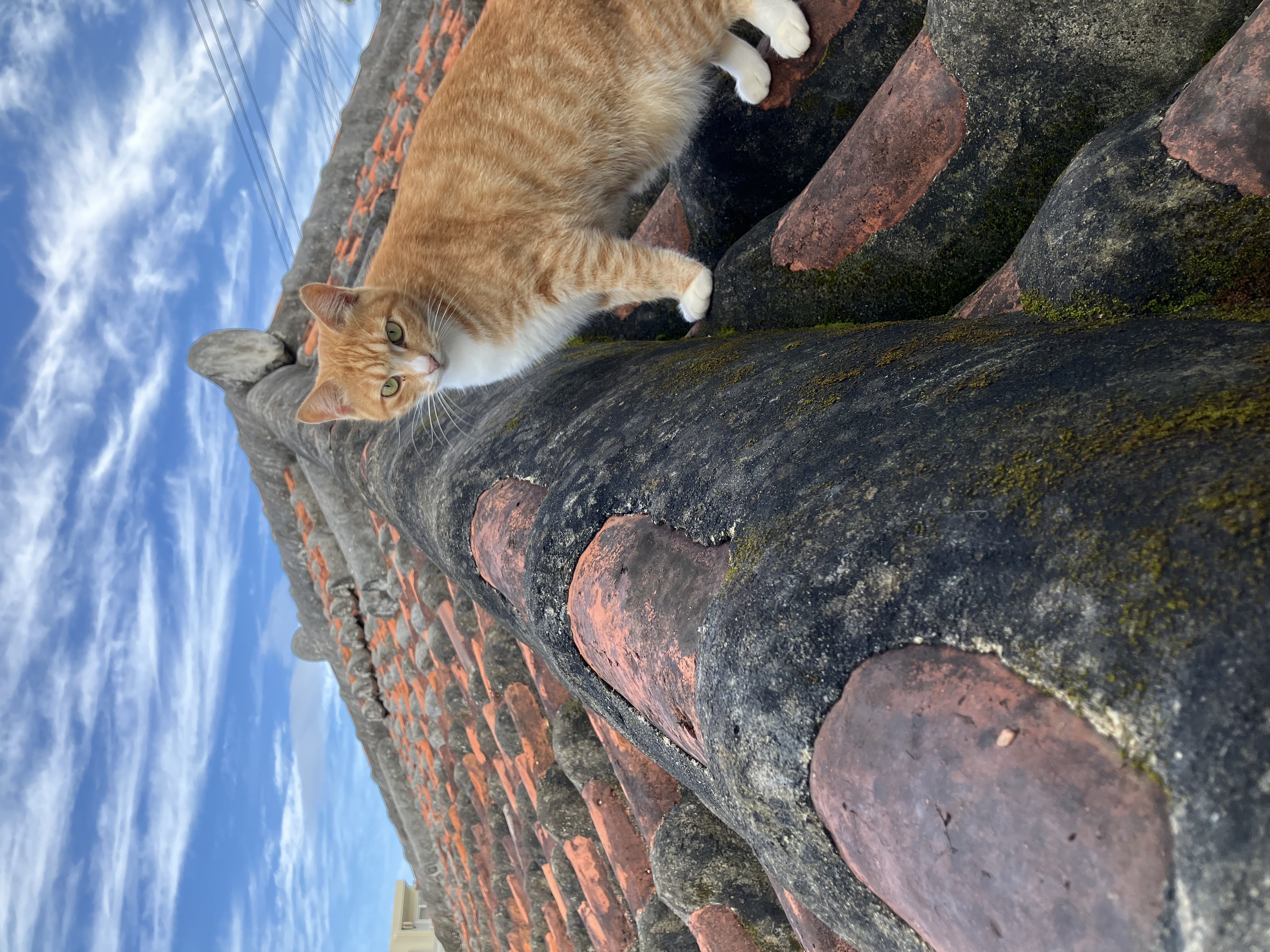 お得なプラン用③