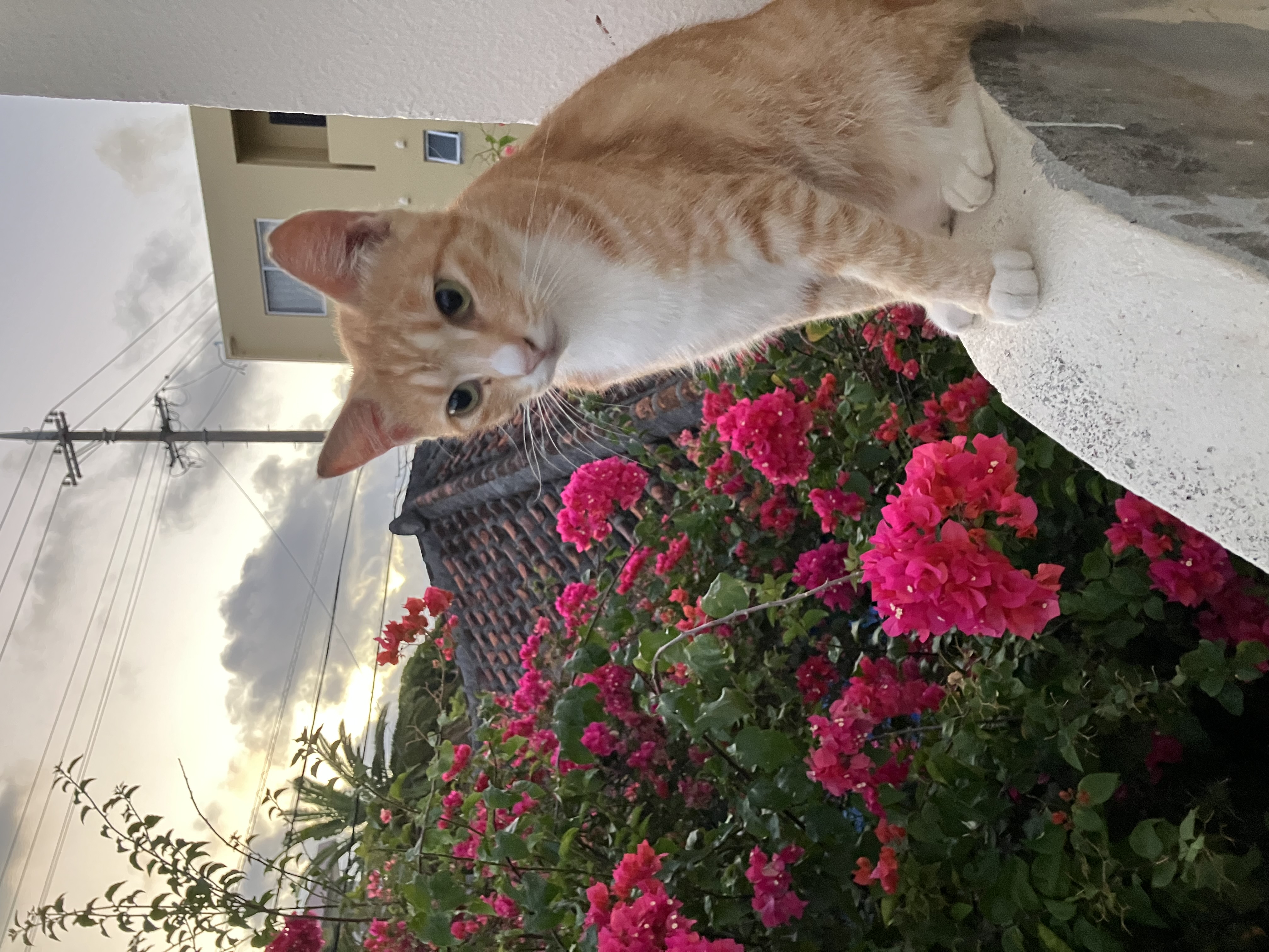 お得なプラン①