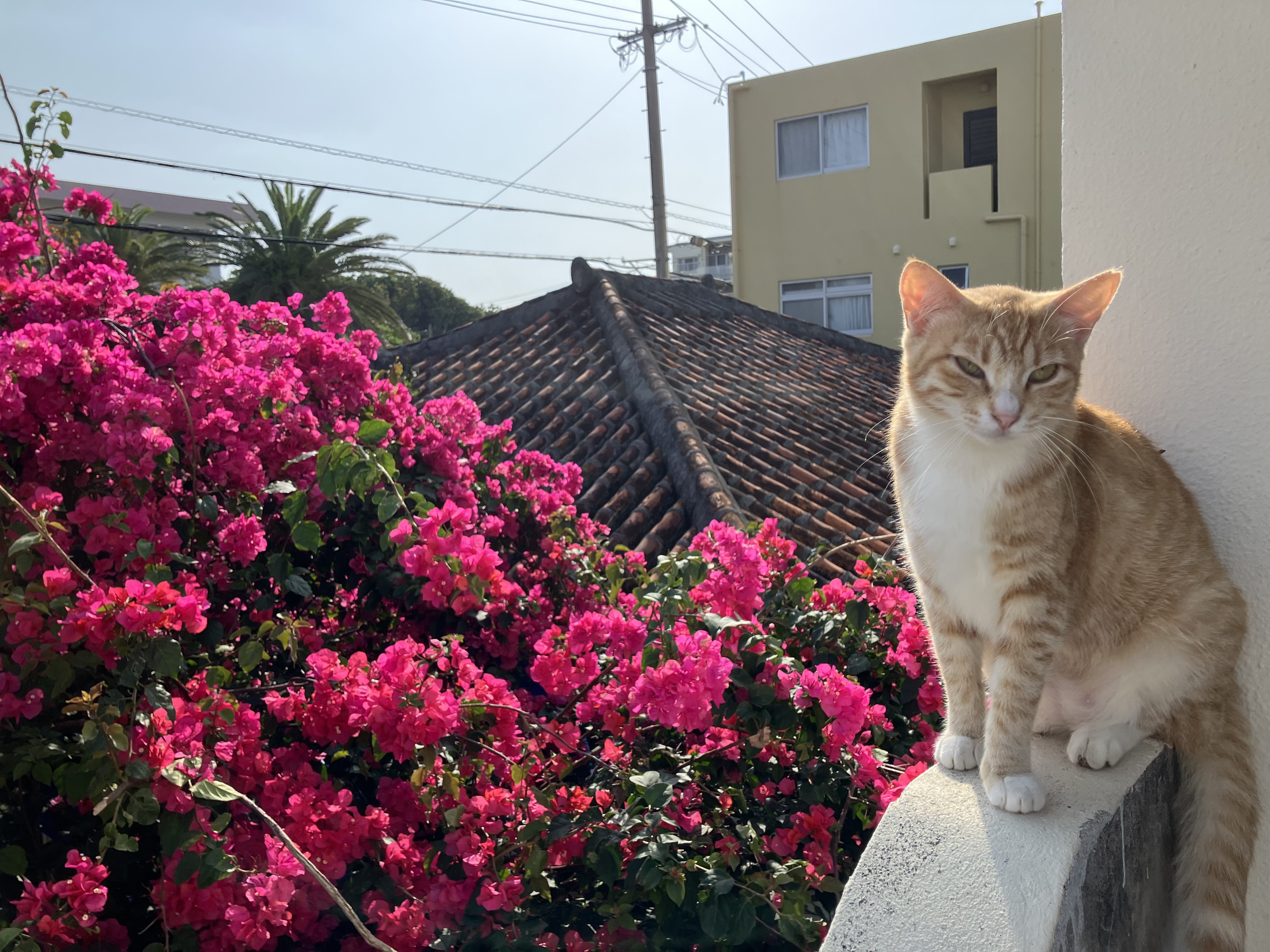 60歳以上プラン