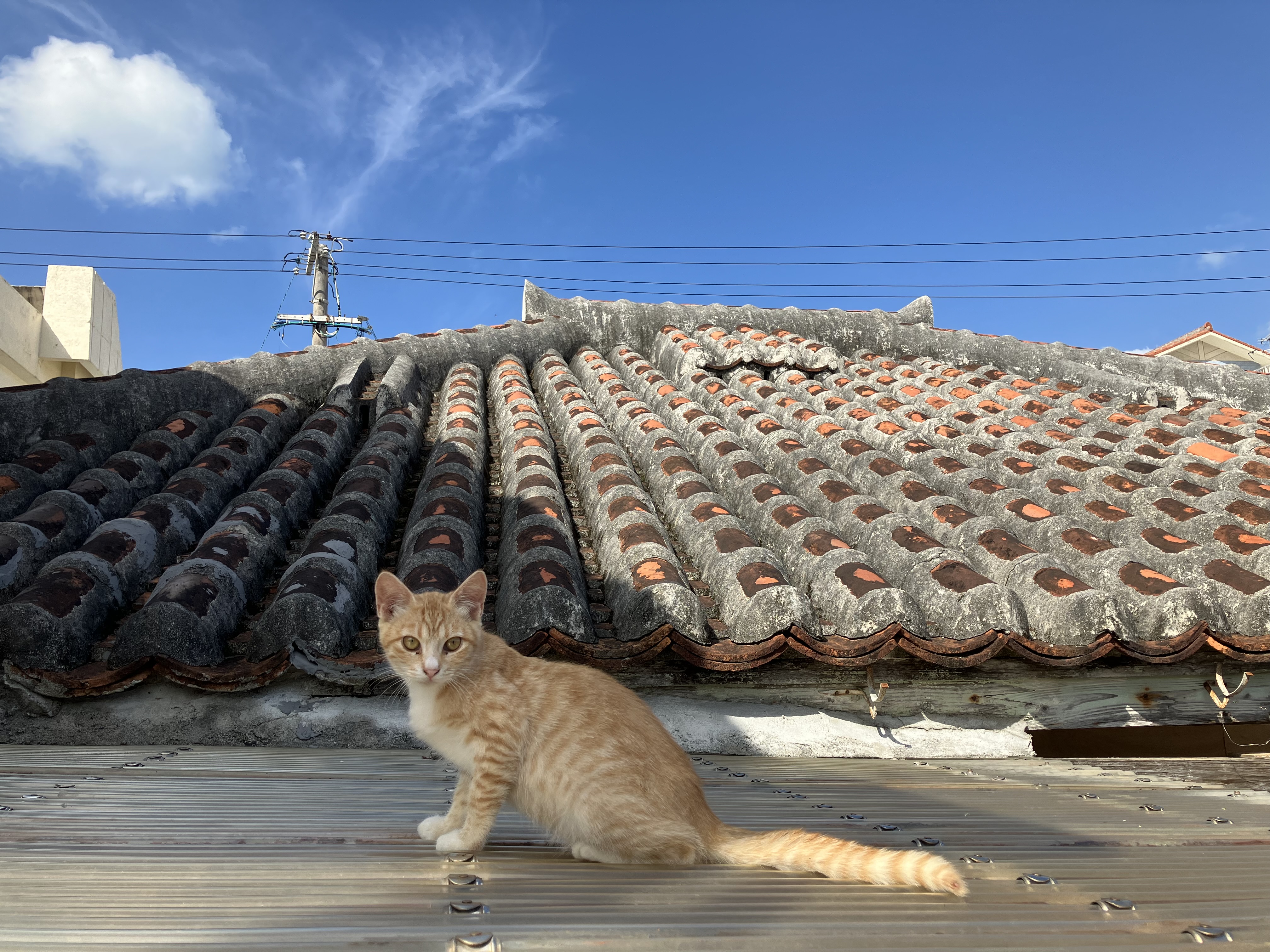 「あかがーらpremium」屋根全景