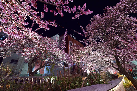 糸川桜まつりの夜桜
