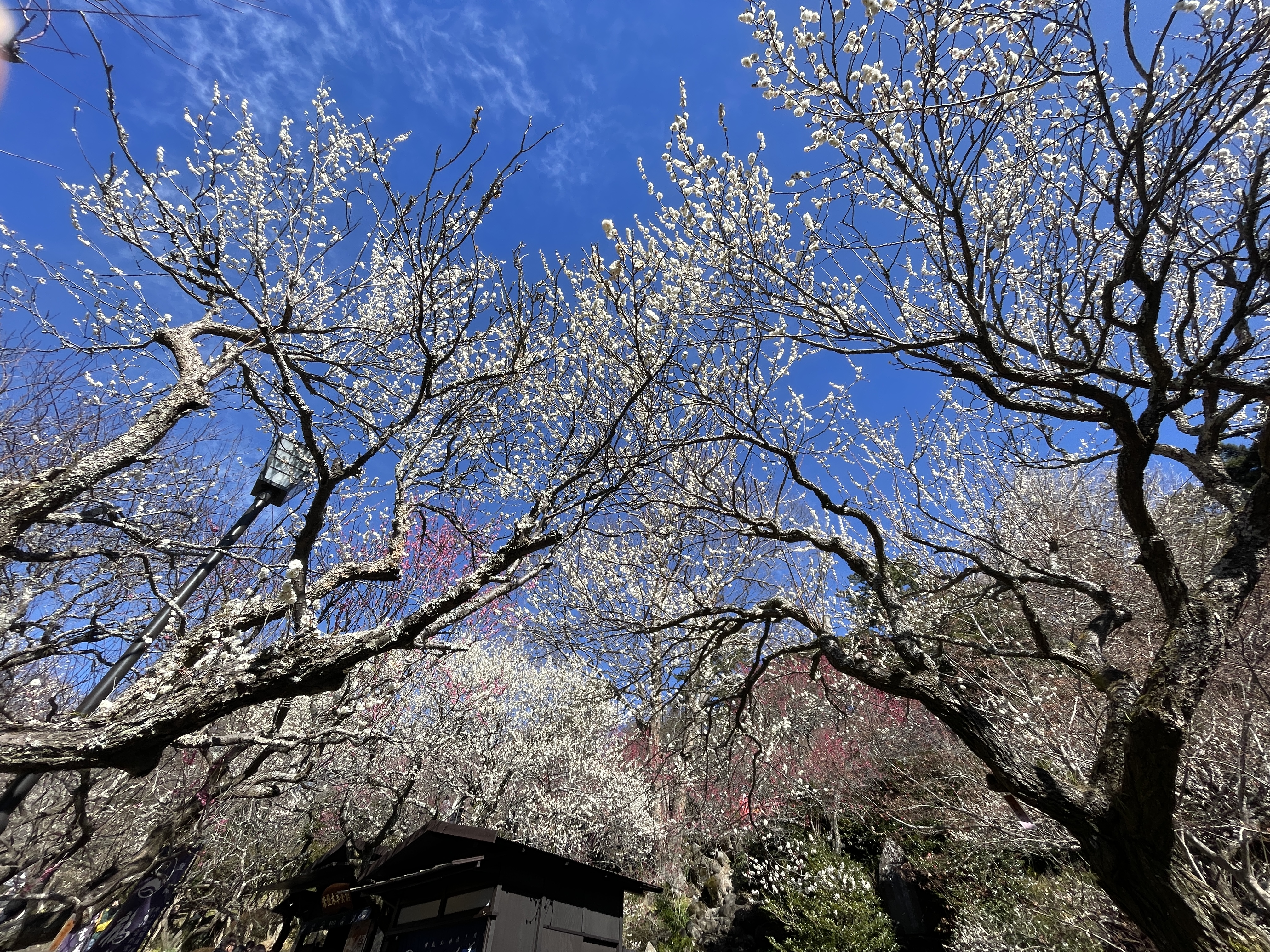 熱海梅園の梅