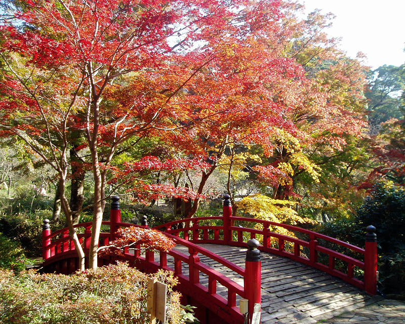 熱海梅園の紅葉
