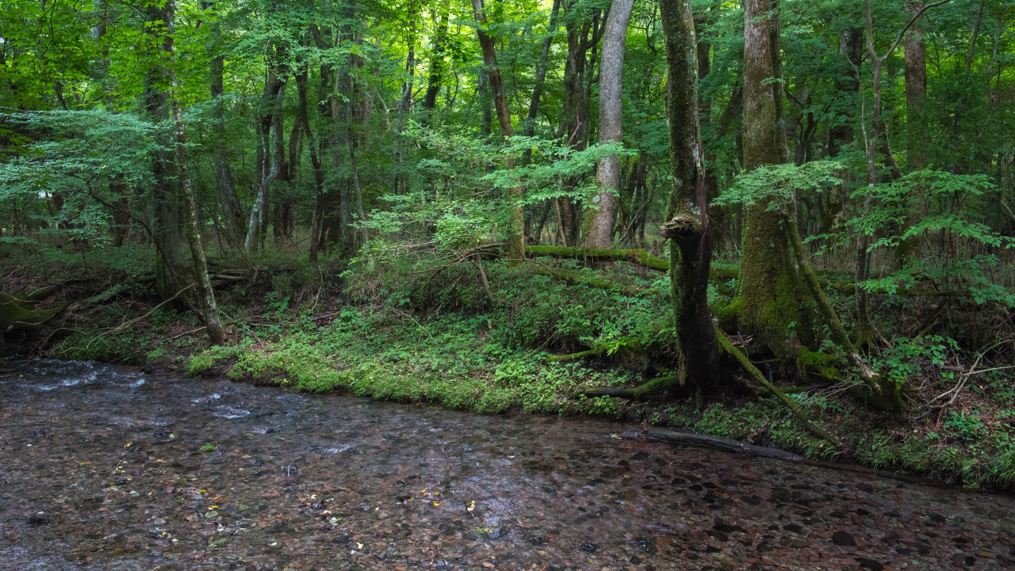 【男池湧水】当館より車で50分