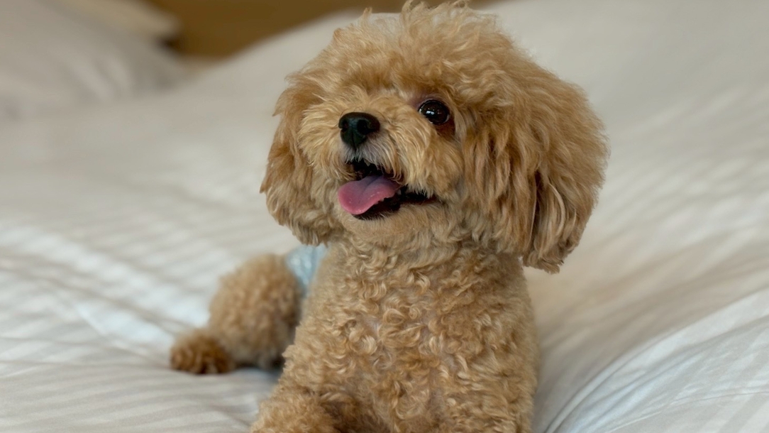 グランピング｜ペット可◆愛犬と自由に過ごす素泊まり・持ち込みプラン【食事なし】◆広々ドッグラン付き
