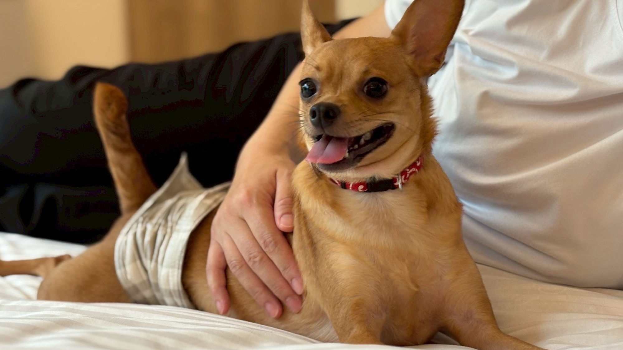 愛犬ものんびりくつろぐ癒しの時間