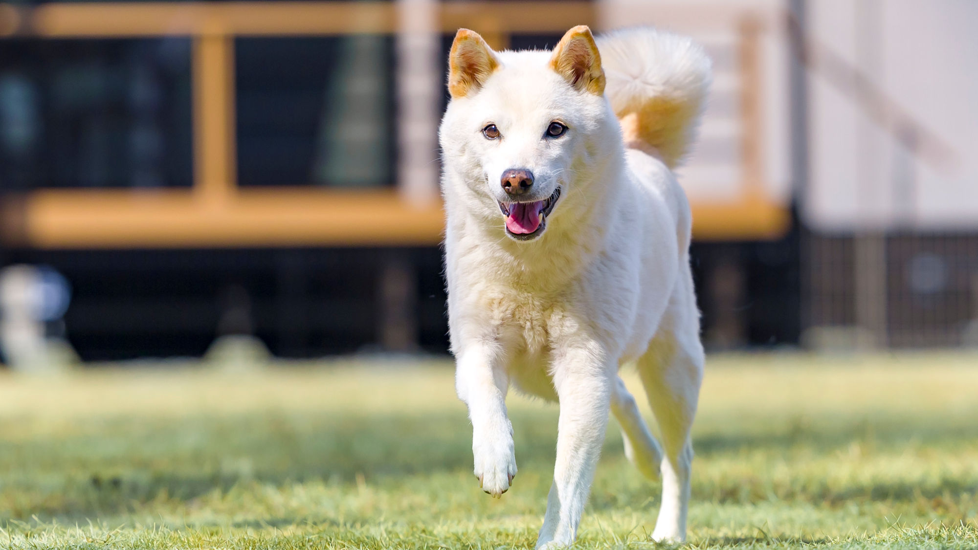 【トレーラーハウス】約1500平米のドッグラン