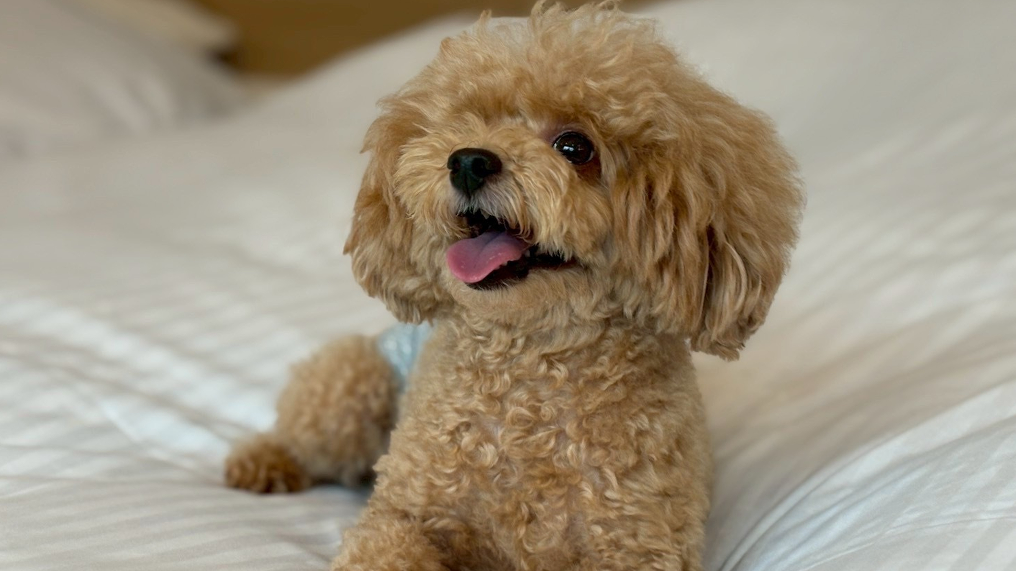 大切な家族である愛犬と一緒に過ごす旅