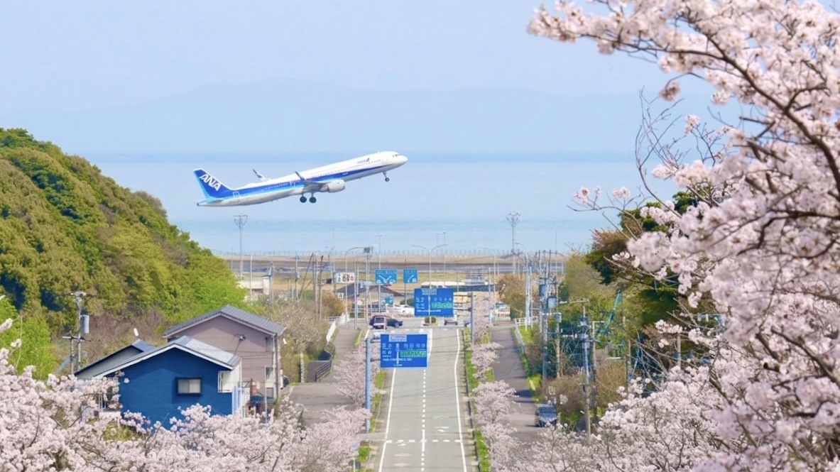 当館近くの絶景「空港桜坂」。大分空港へ続く約1kmの坂道で、170本の桜が咲き誇る春の撮影名所です。
