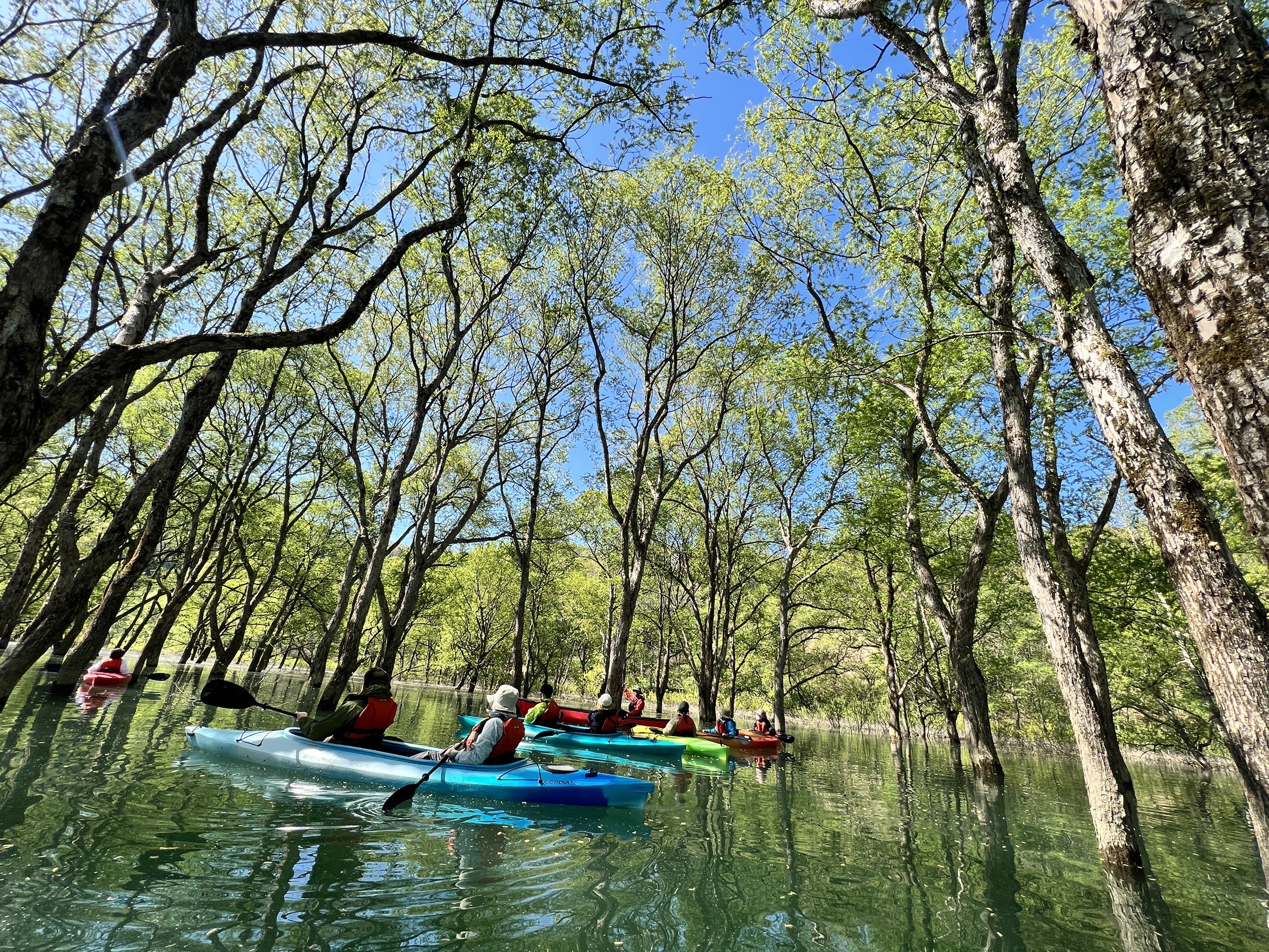 【周辺観光】期間限定の絶景「白河湖の 水没林カヌー」