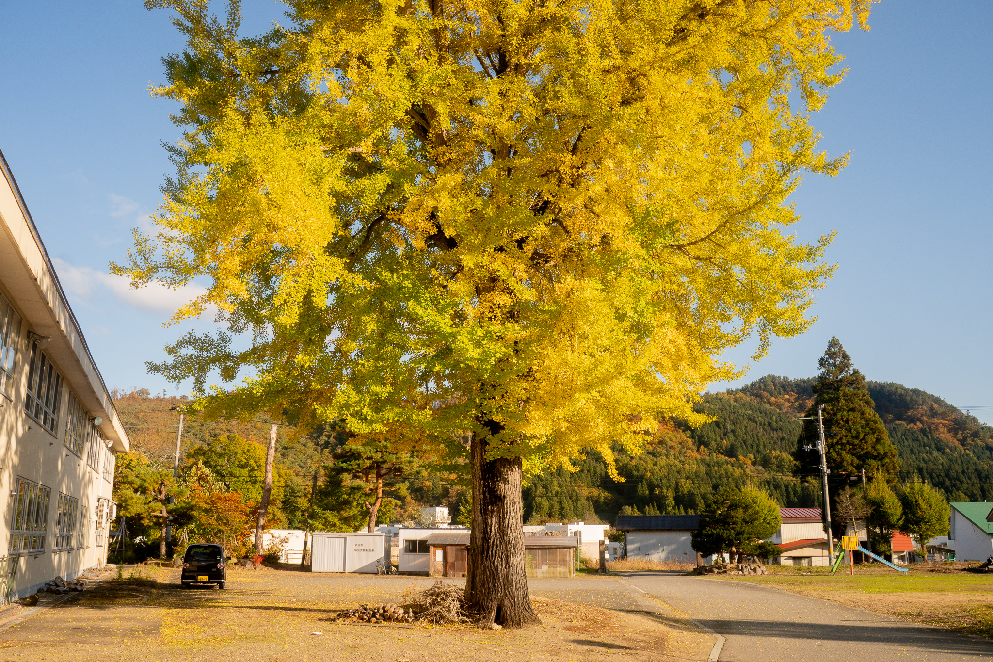樹齢150年のシンボルツリーの大銀杏。毎年、11月下旬が見頃です。
