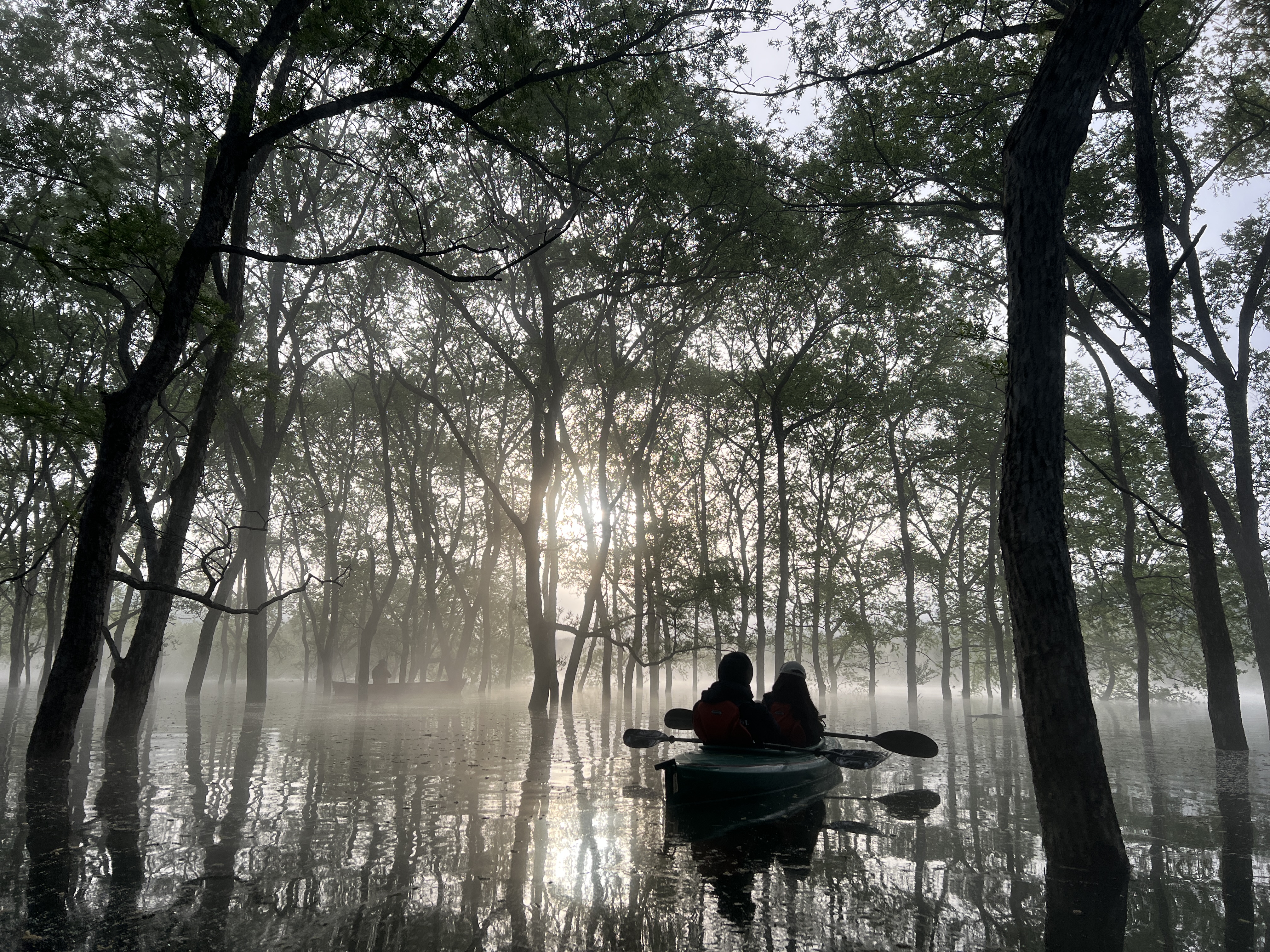 【周辺観光】「水没林カヌー」時間や時期により、色んな表情を見せる水没林。